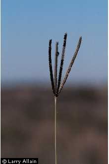 Photo of Eustachys petraea (Sw.) Desv.