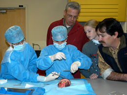 Two Hamilton Middle School students suture the incision that allowed them to implant a mock pacemaker in a pig heart.