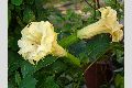 View a larger version of this image and Profile page for Datura inoxia Mill.
