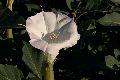 View a larger version of this image and Profile page for Datura inoxia Mill.