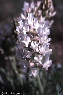 Photo of Oxytropis sericea Nutt.