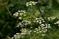 View a larger version of this image and Profile page for Daucus carota L.