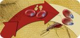 Graphic link to Life Cycle of the Malaria Parasite illustration.