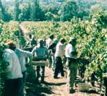 [Image: workers in a vinyard]