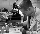 Willy Burgdorfer, Ph.D. inoculating ticks,