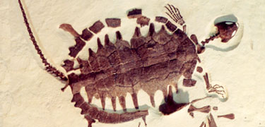 turtle, NPS photo of Hebdon specimen