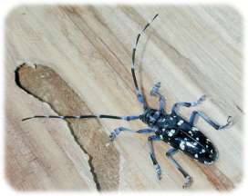 adult citrus longhorn beetle; photo by Art Wagner, USDA APHIS PPQ, bugwood.org