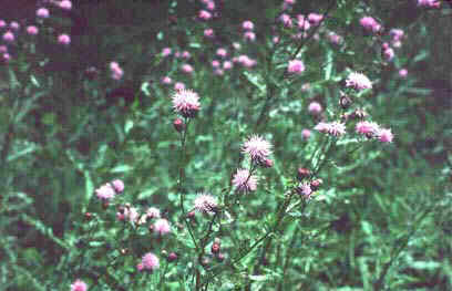 photo. Shows Canada Thistle (Cirsium arvense).