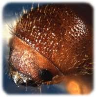 Close-up view of an adult granulate ambrosia beetle; photo by J.R. Baker and S.B. Bambara, North Carolina State University; bugwood.org