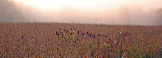 Restored Tallgrass Prairie located in the bluff country of the upper Mississippi  River Valley.