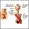 Nerves of the larynx