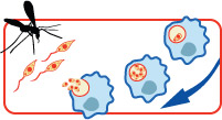Graphic link to Leishmaniases Life Cycle illustration. Credit: NIAID.