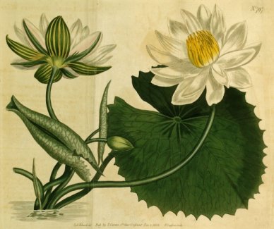 Egyptian Water Lily 797.jpg