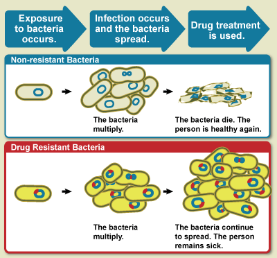 Diagram showing the difference between non-resistant bacteria and drug resistant bacteria. Non-resistant bacteria multiply, and upon drug treatment, the bacteria die. Drug resistant bacteria multiply as well, but upon drug treatment, the bacteria continue to spread.