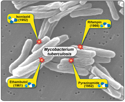 First-Line Treatment of Tuberculosis (TB) illustration