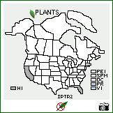 Distribution of Ipomoea triloba L.. . Image Available. 