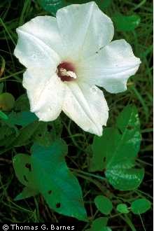 Photo of Ipomoea pandurata (L.) G. Mey.