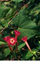 View a larger version of this image and Profile page for Ipomoea coccinea L.