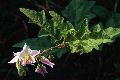 View a larger version of this image and Profile page for Solanum carolinense L.