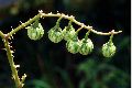 View a larger version of this image and Profile page for Solanum carolinense L.