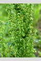 View a larger version of this image and Profile page for Rumex crispus L.