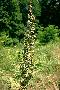 View a larger version of this image and Profile page for Rumex crispus L.