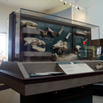 Display at Agate Fossil Beds Visitor Center.