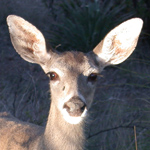 Arizona white-tail deer