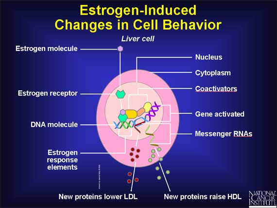 Estrogen-Induced Changes in Cell Behavior