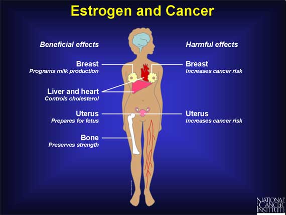 Estrogen and Cancer
