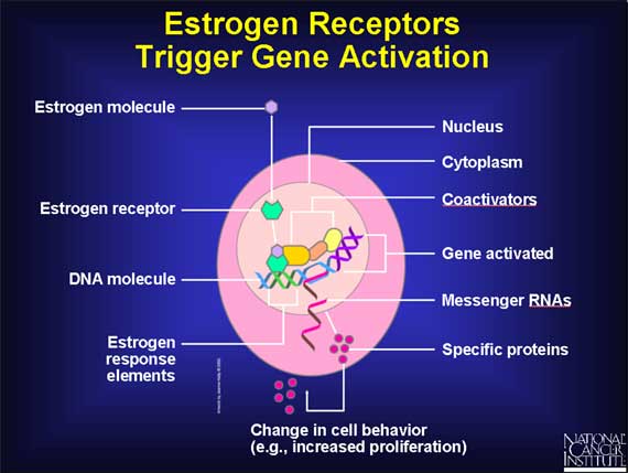 Estrogen Receptors Trigger Gene Activation