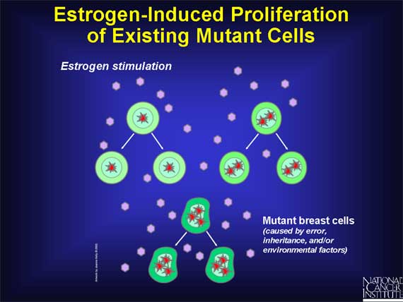 Estrogen-Induced Proliferation of Existing Mutant Cells