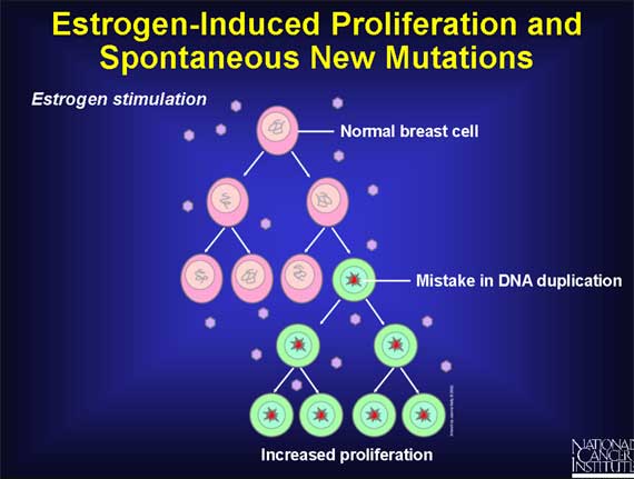 Estrogen-Induced Proliferation and Spontaneous New Mutations