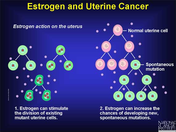 Estrogen and Uterine Cancer