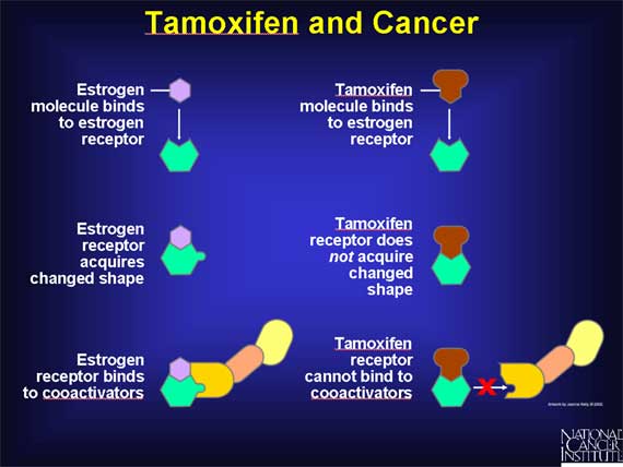Tamoxifen and Cancer