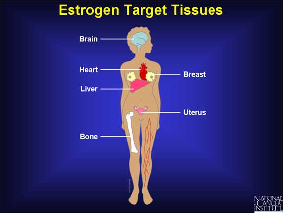 Estrogen Target Tissues