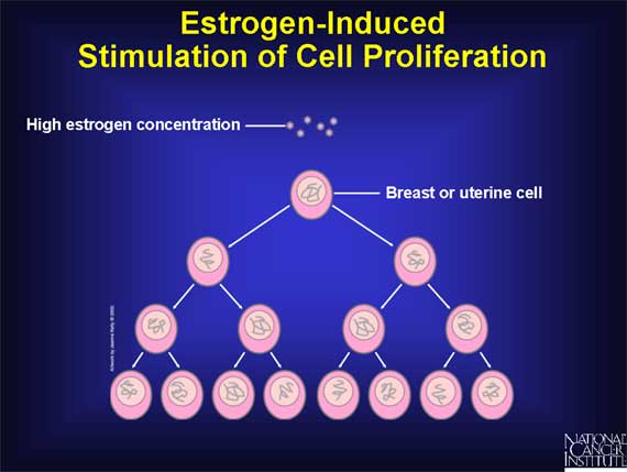 Estrogen-Induced Stimulation of Cell Proliferation
