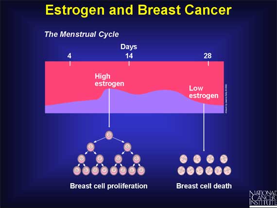 Estrogen and Breast Cancer
