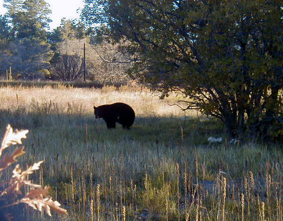 This bear was recently seen roaming around an open area near Technical Area 16, Building 901.