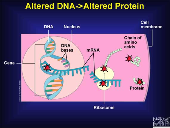 Altered DNA->Altered Protein