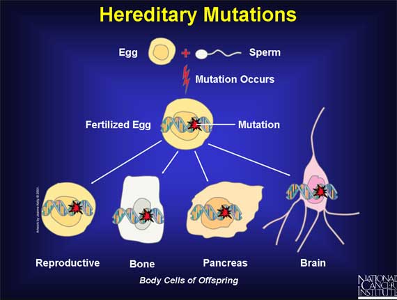 Hereditary Mutations
