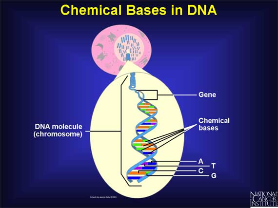 Chemical Bases in DNA