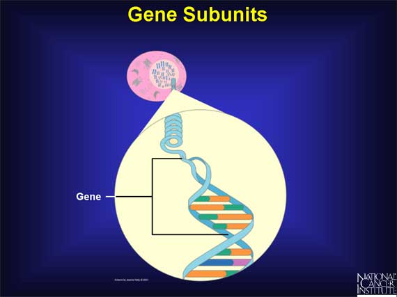 Gene Subunits