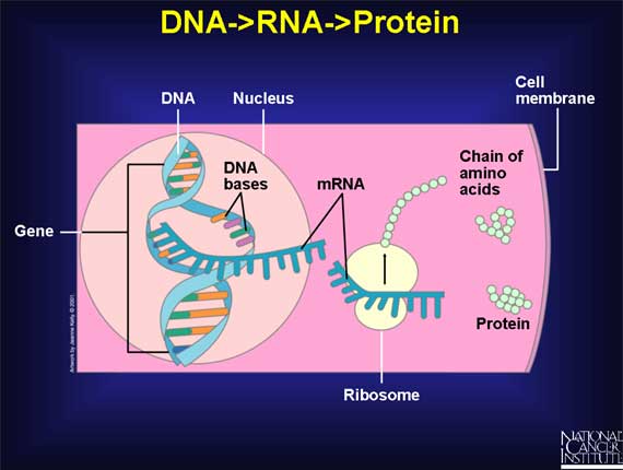 DNA->RNA->Protein