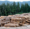 [Photograph]: Piles of logs