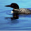 Common loon in a pond on the Seney National Wildlife Refuge (Seney NWR photo).