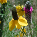 Image of a yellow or prairie cone flower and a purple cone flower behind it.