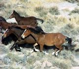 Photo of wild horses running