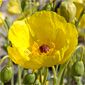 Bear Poppy Flower, Las Vegas NV