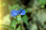 View a larger version of this image and Profile page for Commelina communis L.